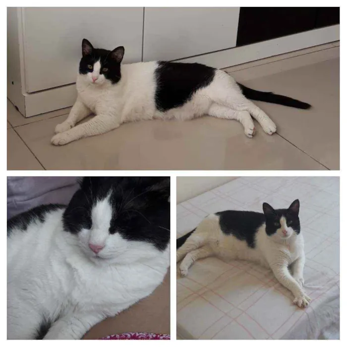 Gato ra a  idade 6 ou mais anos nome Thuco