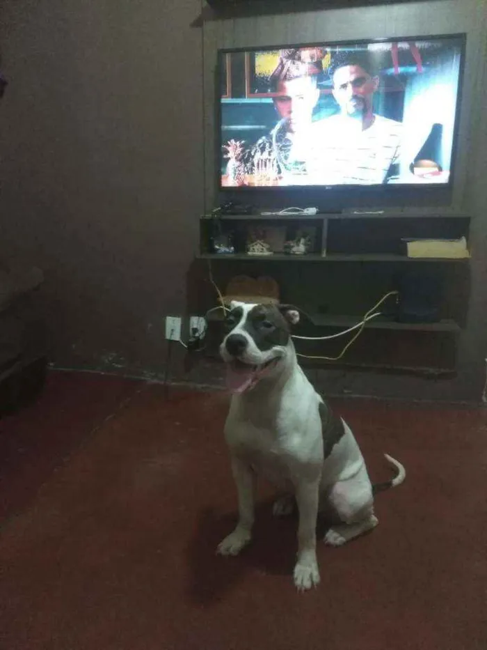 Cachorro ra a Pit Bull idade 2 anos nome Kiara