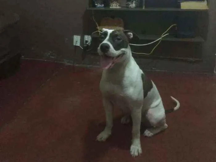 Cachorro ra a Pit Bull idade 2 anos nome Kiara