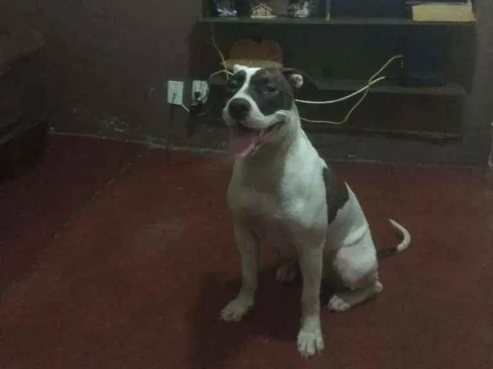 Cachorro ra a Pit Bull idade 2 anos nome Kiara