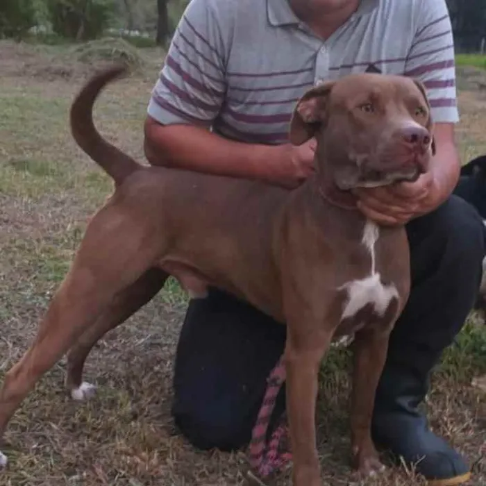 Cachorro ra a Srd idade 2 anos nome Zeus