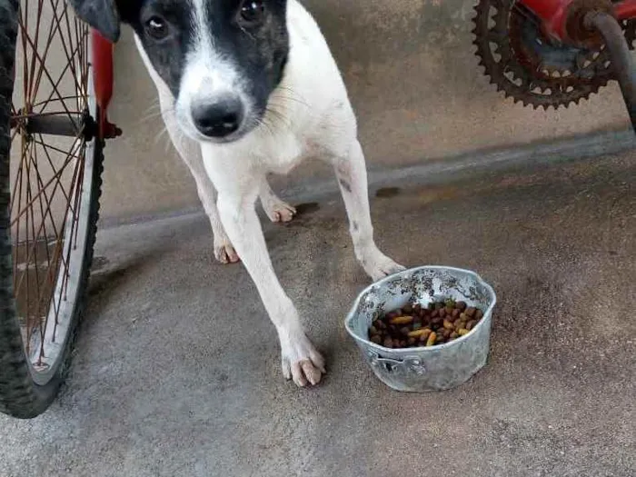 Cachorro ra a Srd idade 7 a 11 meses nome Arthurzinho
