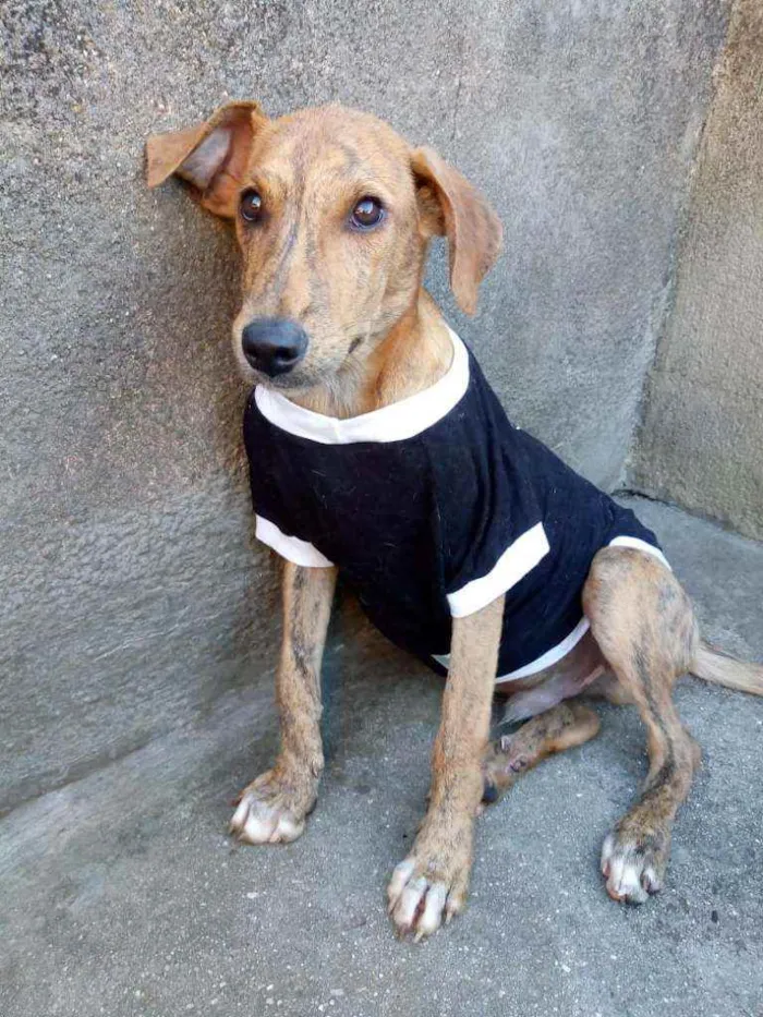 Cachorro ra a Srd idade 1 ano nome Joao