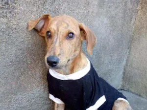 Cachorro raça Srd idade 1 ano nome Joao