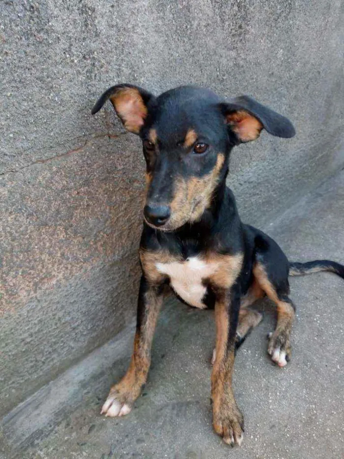 Cachorro ra a Srd idade 1 ano nome Lavinia