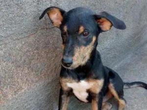 Cachorro raça Srd idade 1 ano nome Lavinia