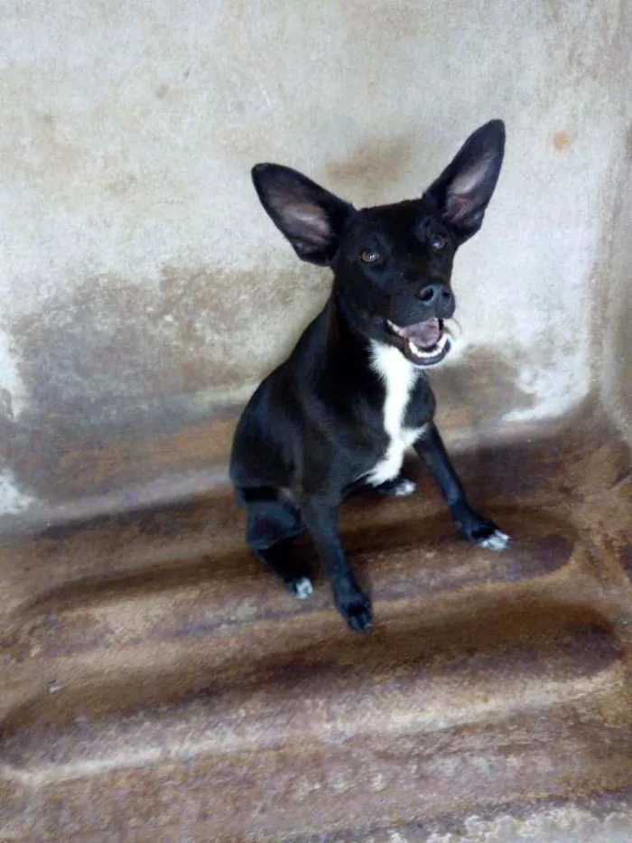 Cachorro ra a Srd idade 1 ano nome Batman