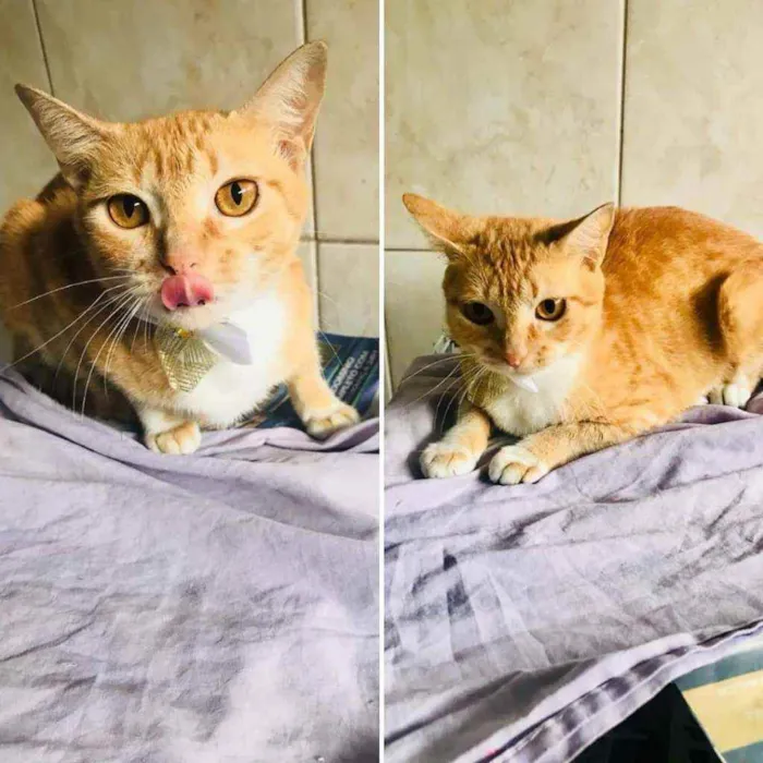 Gato ra a Srd idade 1 ano nome Afrodite