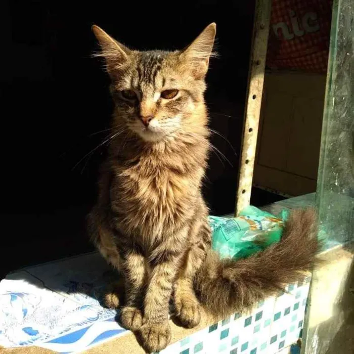 Gato ra a Srd idade 2 a 6 meses nome Jade