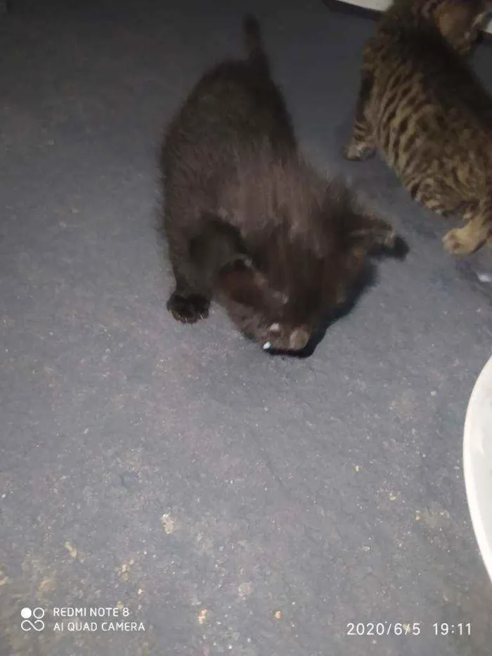 Gato ra a  idade 2 a 6 meses nome Não tem nome 