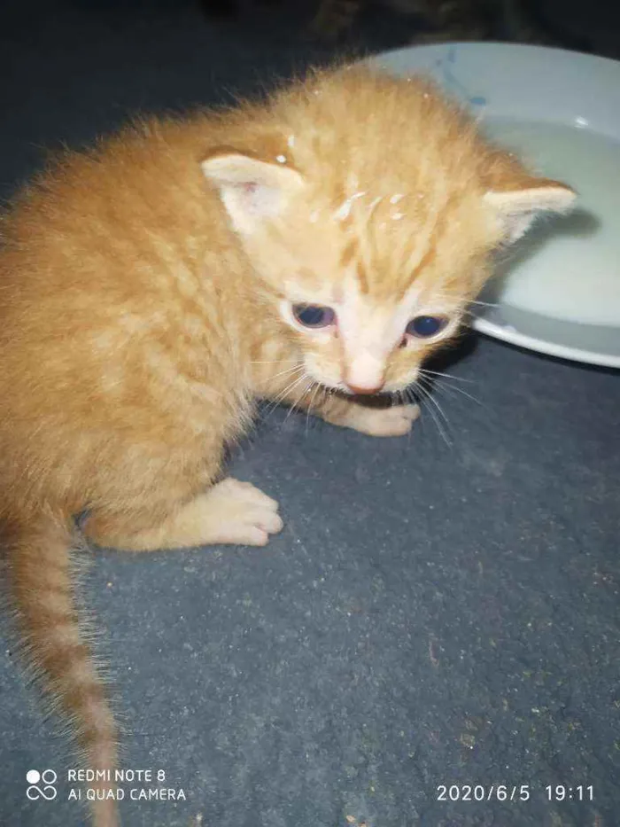 Gato ra a  idade 2 a 6 meses nome Não tem nome 