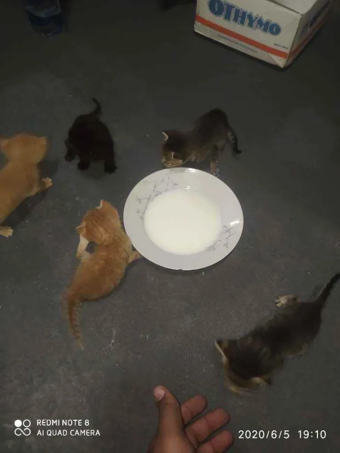 Gato ra a  idade 2 a 6 meses nome Não tem nome 