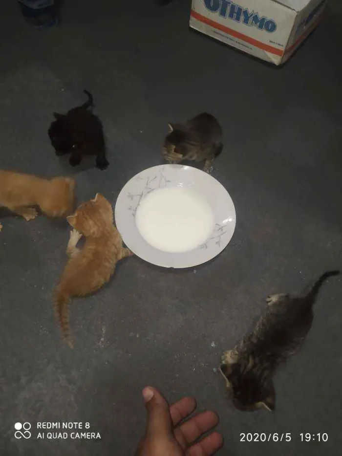 Gato ra a  idade 2 a 6 meses nome Não tem nome 