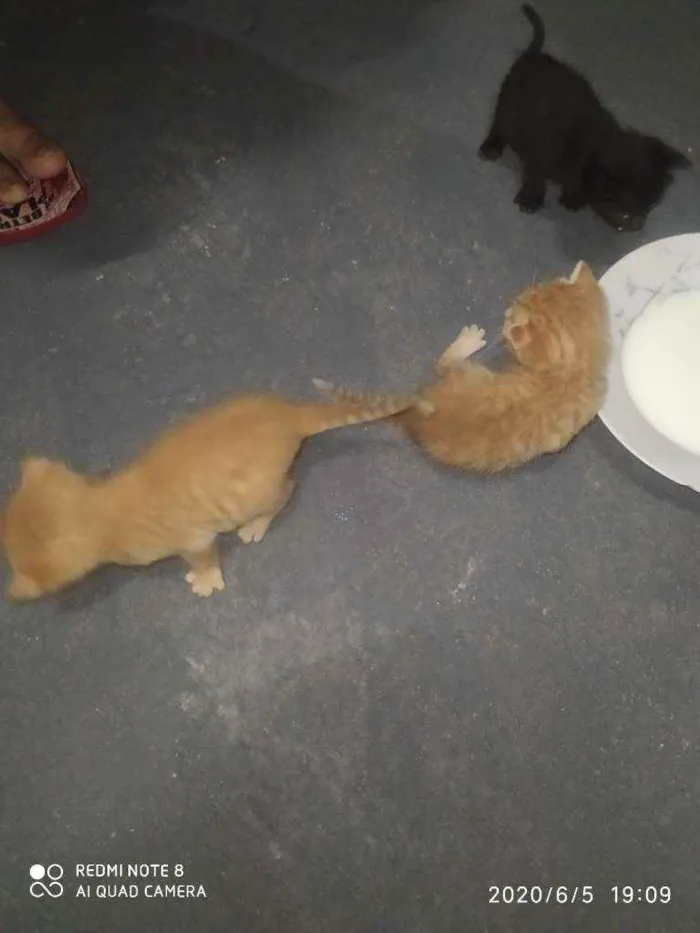 Gato ra a  idade 2 a 6 meses nome Não tem nome 