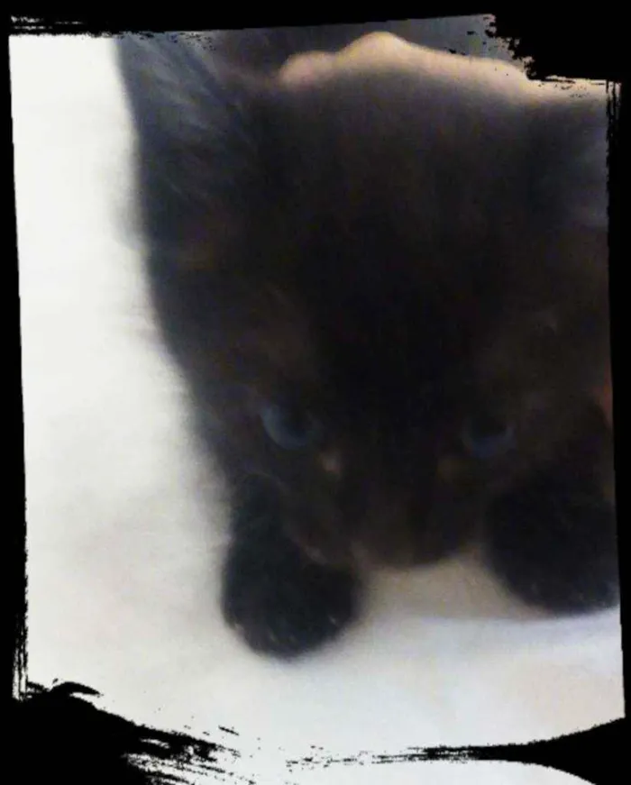 Gato raça Mistura de Siamês idade Abaixo de 2 meses nome Filhotes