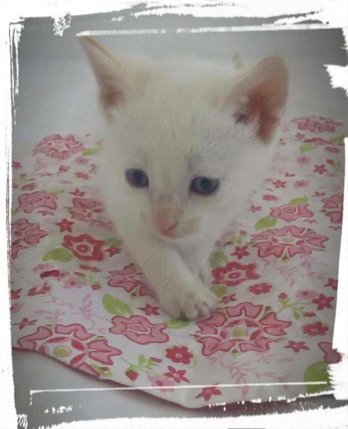 Gato raça Mistura de Siamês idade Abaixo de 2 meses nome Filhotes