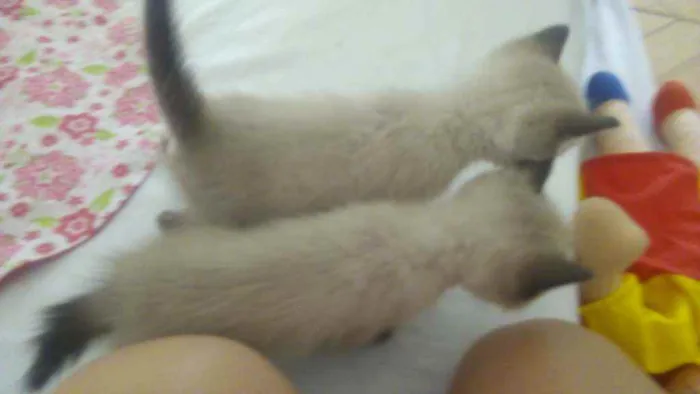 Gato raça Mistura de Siamês idade Abaixo de 2 meses nome Filhotes