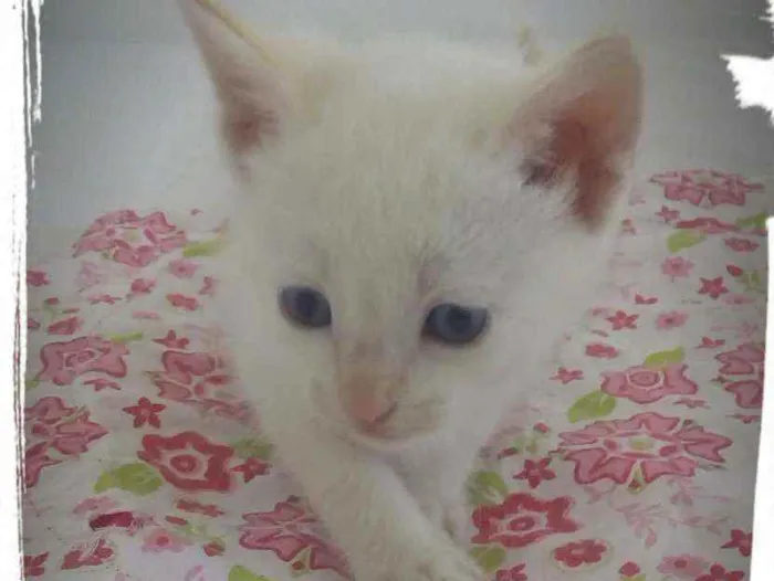 Gato raça Mistura de Siamês idade Abaixo de 2 meses nome Filhotes