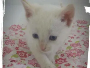 Gato raça Mistura de Siamês idade Abaixo de 2 meses nome Filhotes