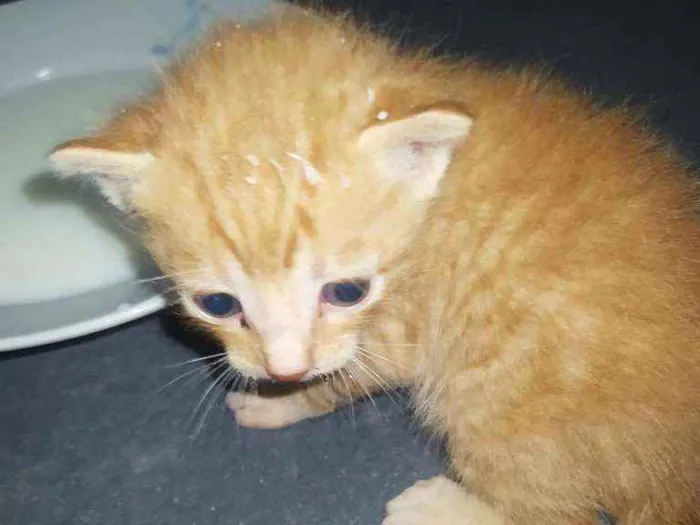 Gato ra a  idade 2 a 6 meses nome Não tem nome 