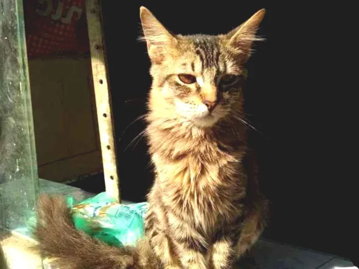 Gato ra a Srd idade 2 a 6 meses nome Jade