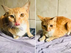 Gato raça Srd idade 1 ano nome Afrodite