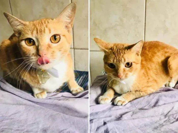 Gato ra a Srd idade 1 ano nome Afrodite