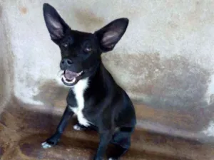 Cachorro raça Srd idade 1 ano nome Batman