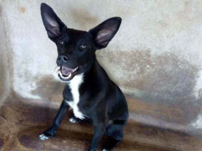 Cachorro ra a Srd idade 1 ano nome Batman