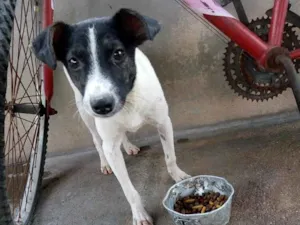 Cachorro raça Srd idade 7 a 11 meses nome Arthurzinho