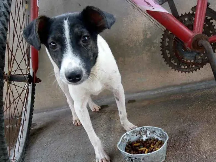 Cachorro ra a Srd idade 7 a 11 meses nome Arthurzinho