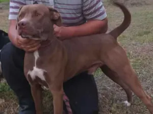 Cachorro raça Srd idade 2 anos nome Zeus