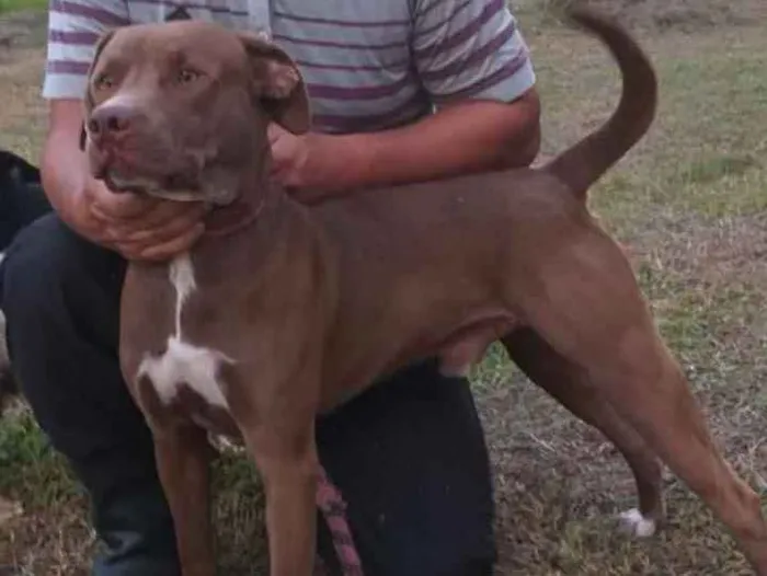 Cachorro ra a Srd idade 2 anos nome Zeus