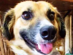 Cachorro raça SRD idade 3 anos nome Gonzaguinha