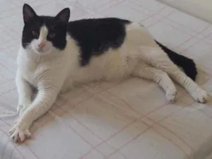 Gato raça  idade 6 ou mais anos nome Thuco