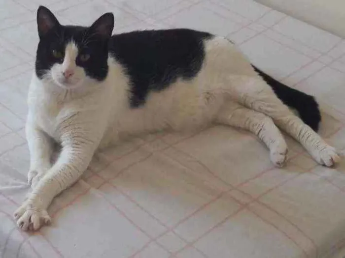 Gato ra a  idade 6 ou mais anos nome Thuco