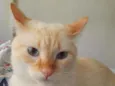 Floquinho