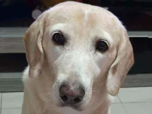 Cachorro raça Labradora idade 6 ou mais anos nome Belinha