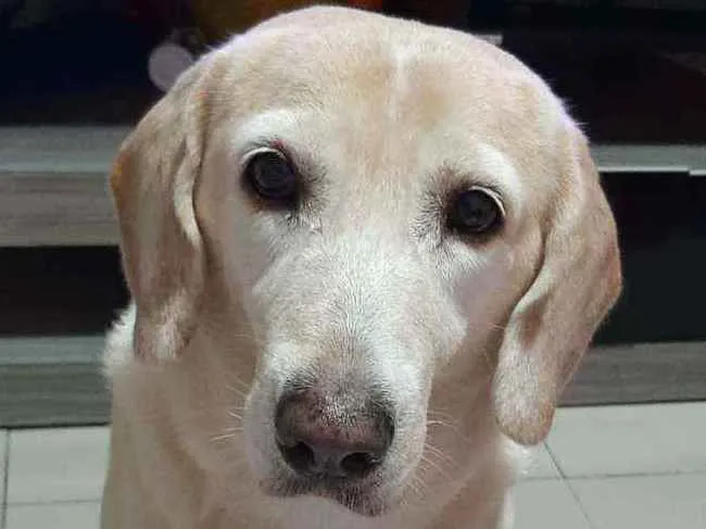 Cachorro ra a Labradora idade 6 ou mais anos nome Belinha