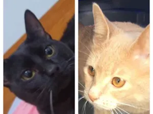 Gato raça SRD idade 1 ano nome Meia Noite e Caramel