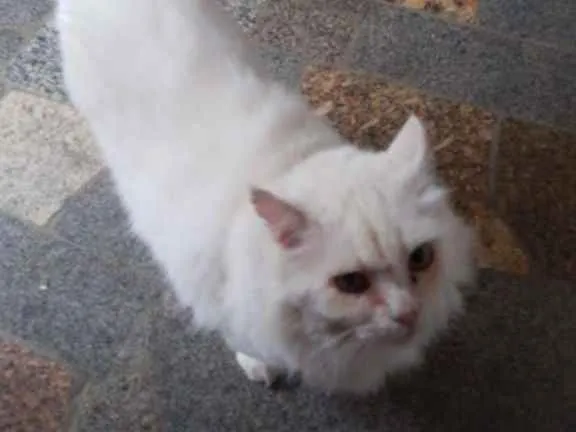 Gato ra a srd mestiço angora idade 4 anos nome GATÃO OU FLOQUINHO