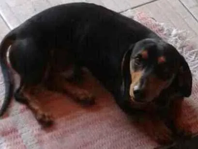 Cachorro ra a Mestiço basse  idade 6 ou mais anos nome Luli