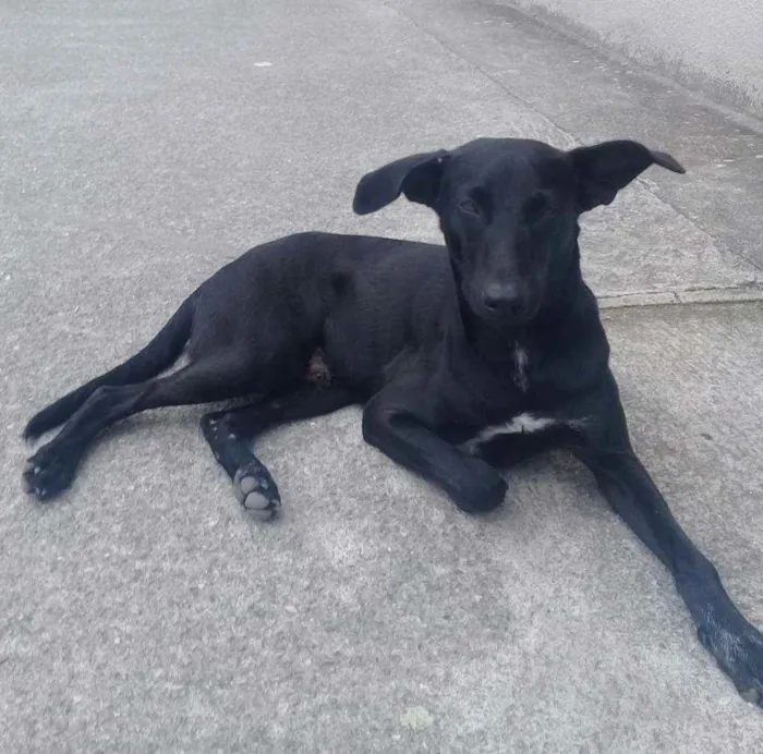Cachorro ra a SRD idade 7 a 11 meses nome Jayk