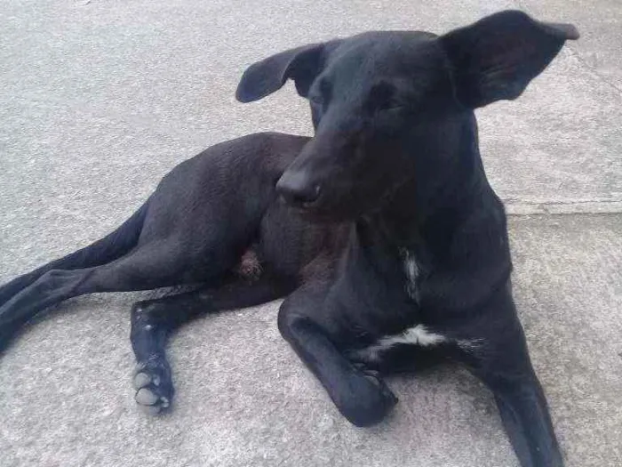 Cachorro ra a SRD idade 7 a 11 meses nome Jayk