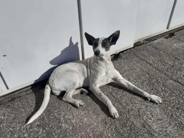 Cachorro ra a Vira Lata idade 3 anos nome Lola