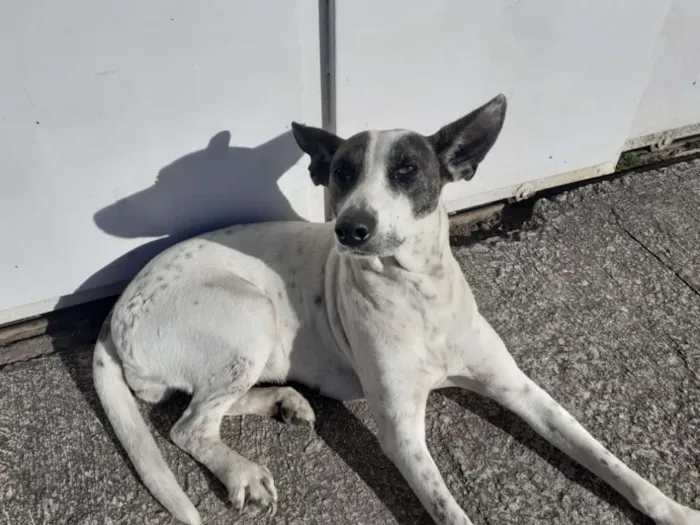 Cachorro ra a Vira Lata idade 3 anos nome Lola