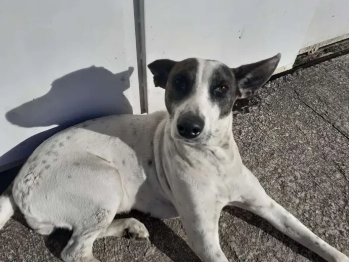 Cachorro ra a Vira Lata idade 3 anos nome Lola