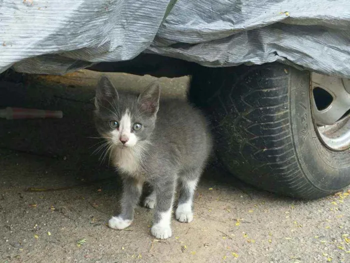 Gato ra a SRD idade 2 a 6 meses nome Drops