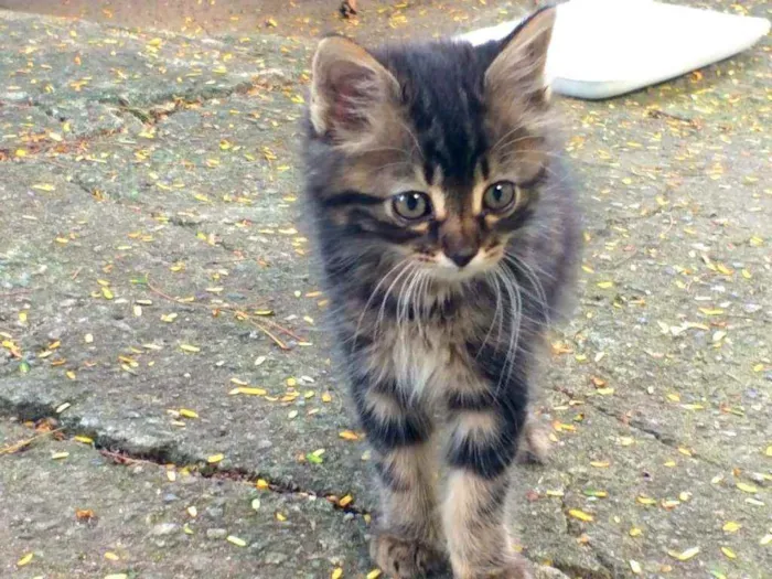 Gato ra a SRD idade 2 a 6 meses nome Danoninho