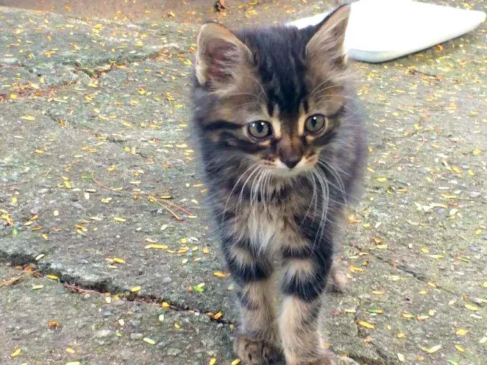 Gato ra a SRD idade 2 a 6 meses nome Danoninho